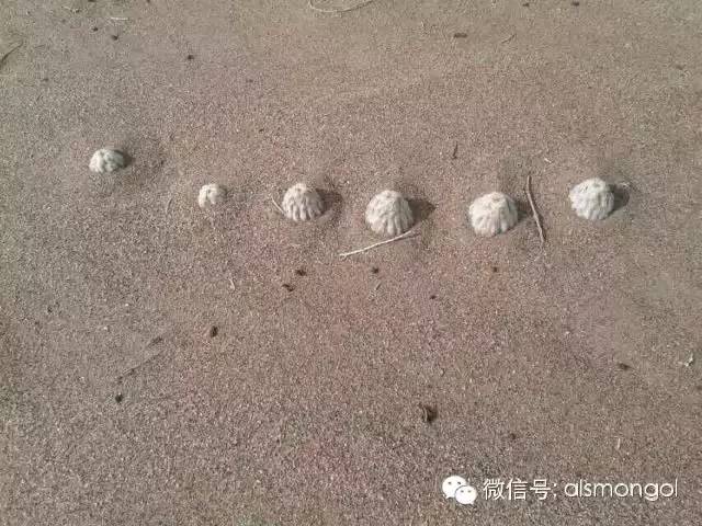 蒙古阿拉善肉苁蓉,阿拉善苁蓉生长在哪儿