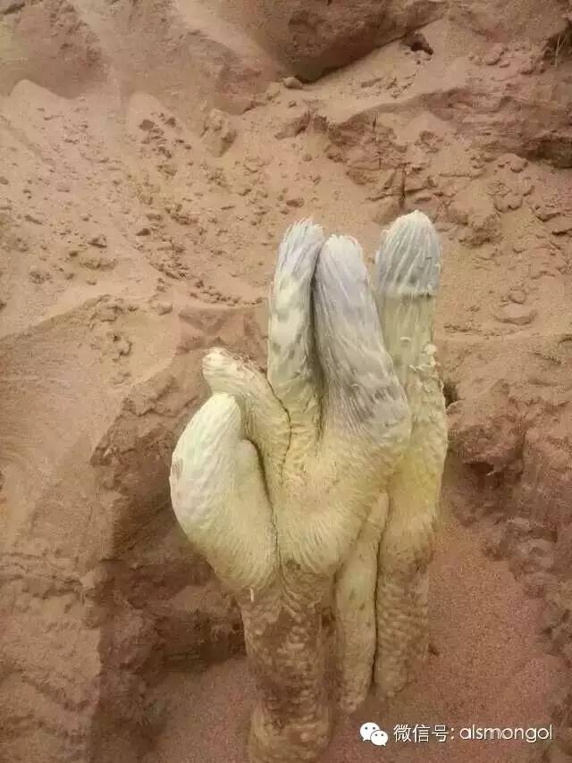 蒙古阿拉善肉苁蓉,阿拉善苁蓉生长在哪儿