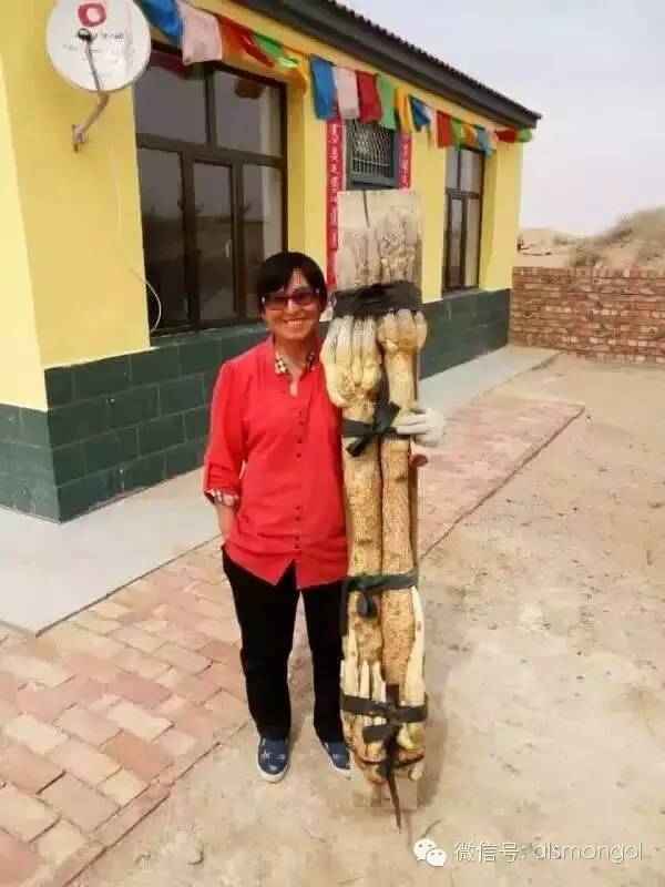 蒙古阿拉善肉苁蓉,阿拉善苁蓉生长在哪儿