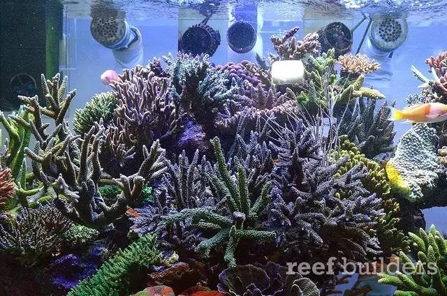 泰国chingcha珊瑚缸,泰国故事神奇的山洞