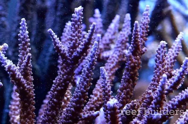 泰国chingcha珊瑚缸,泰国故事神奇的山洞