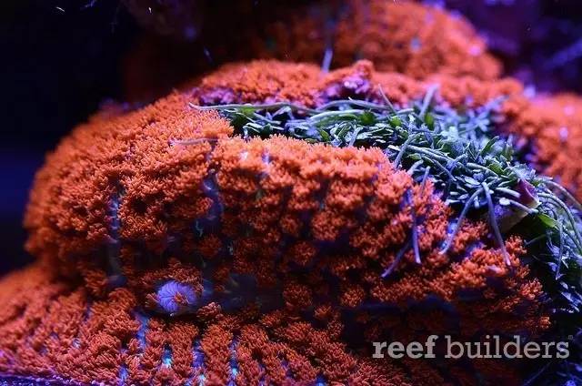 泰国chingcha珊瑚缸,泰国故事神奇的山洞