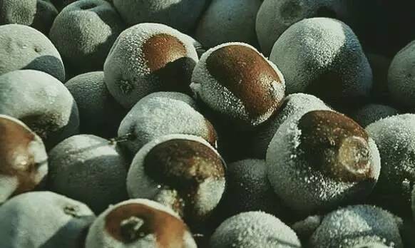 追忆向｜非全球怀旧食物展览