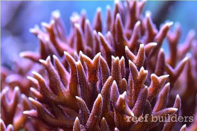 泰国chingcha珊瑚缸,泰国故事神奇的山洞