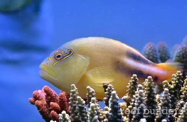 泰国chingcha珊瑚缸,泰国故事神奇的山洞