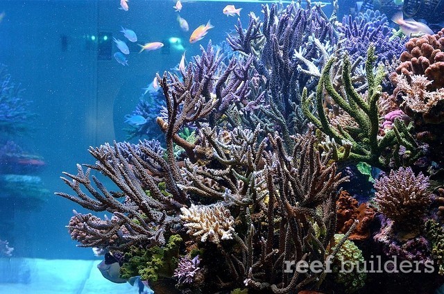 泰国chingcha珊瑚缸,泰国故事神奇的山洞