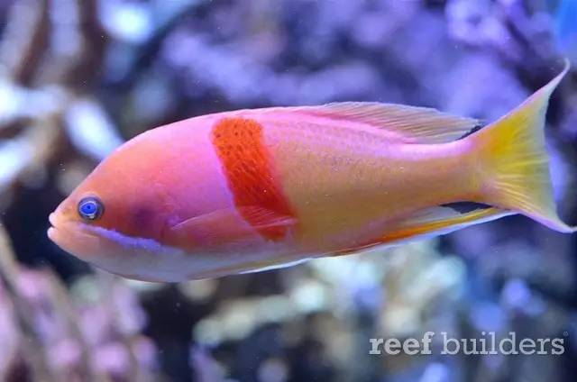 泰国chingcha珊瑚缸,泰国故事神奇的山洞