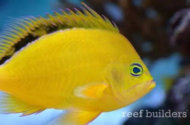 泰国chingcha珊瑚缸,泰国故事神奇的山洞