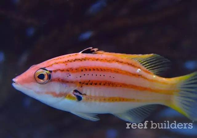 泰国chingcha珊瑚缸,泰国故事神奇的山洞