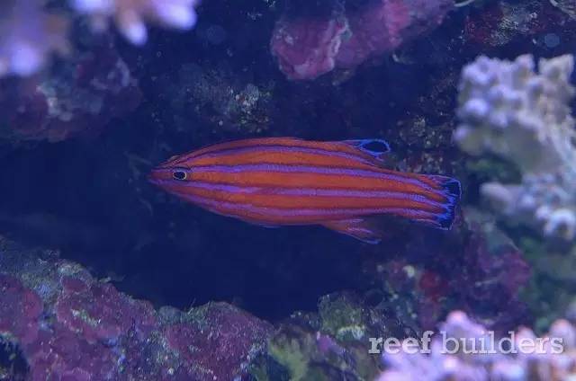 泰国chingcha珊瑚缸,泰国故事神奇的山洞