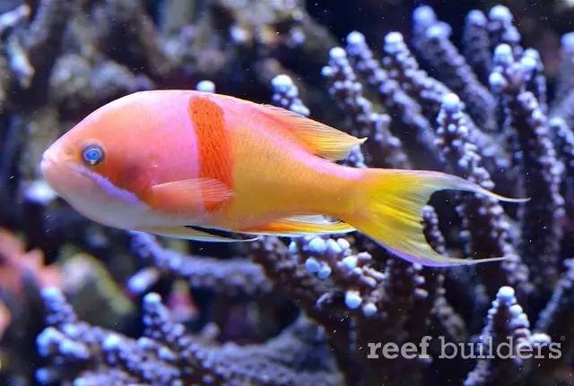 泰国chingcha珊瑚缸,泰国故事神奇的山洞