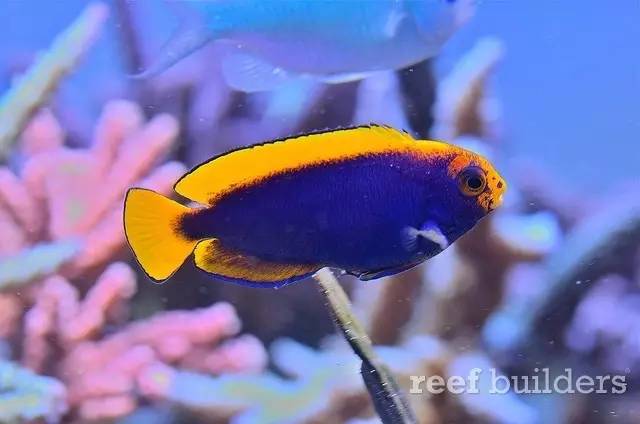 泰国chingcha珊瑚缸,泰国故事神奇的山洞