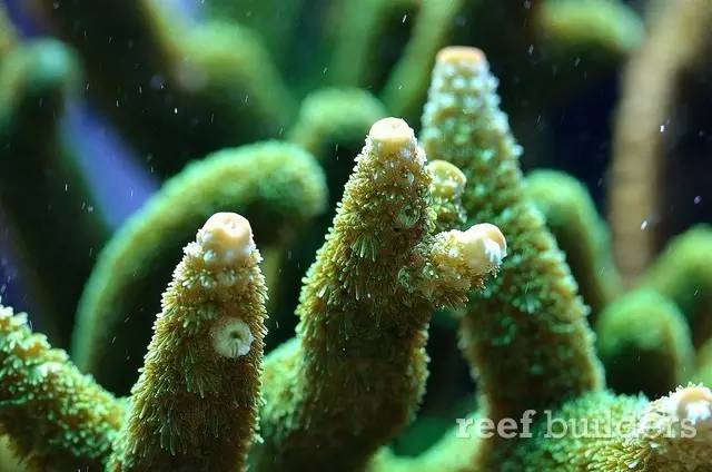 泰国chingcha珊瑚缸,泰国故事神奇的山洞