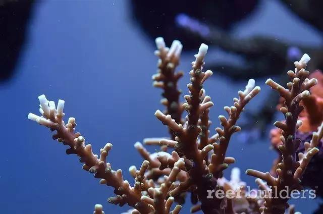 泰国chingcha珊瑚缸,泰国故事神奇的山洞