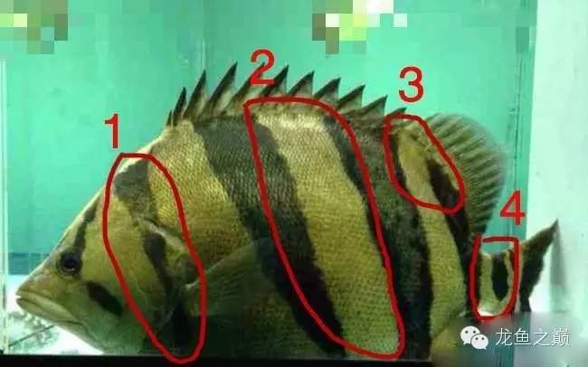 新版泰国虎,老版泰国虎绝版