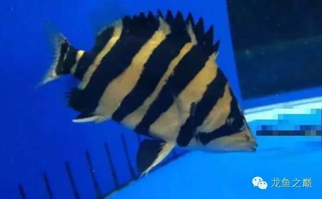 新版泰国虎,老版泰国虎绝版