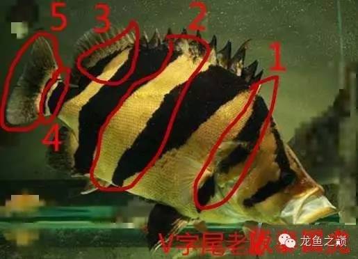 新版泰国虎,老版泰国虎绝版