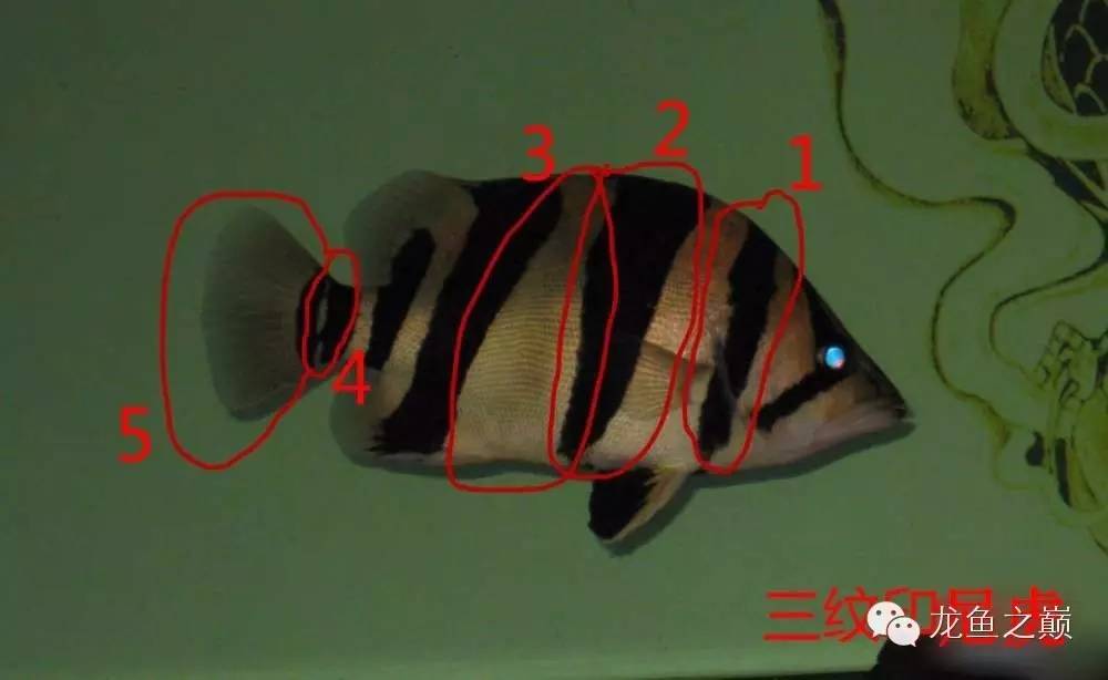 新版泰国虎,老版泰国虎绝版