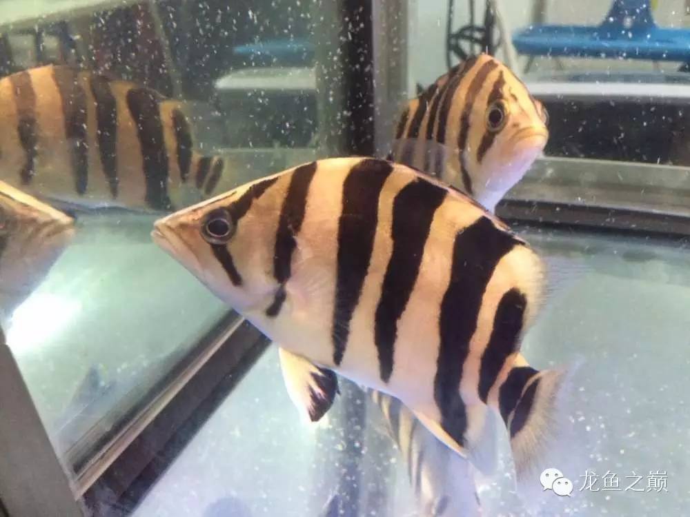 怎么让印尼虎变明虎,印尼虎挖煤视频