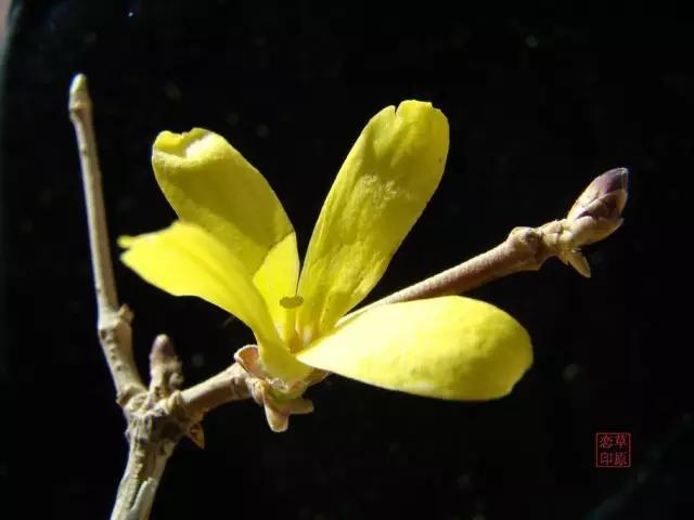 山西绛县连翘花在哪里,绛县看连翘花的地方