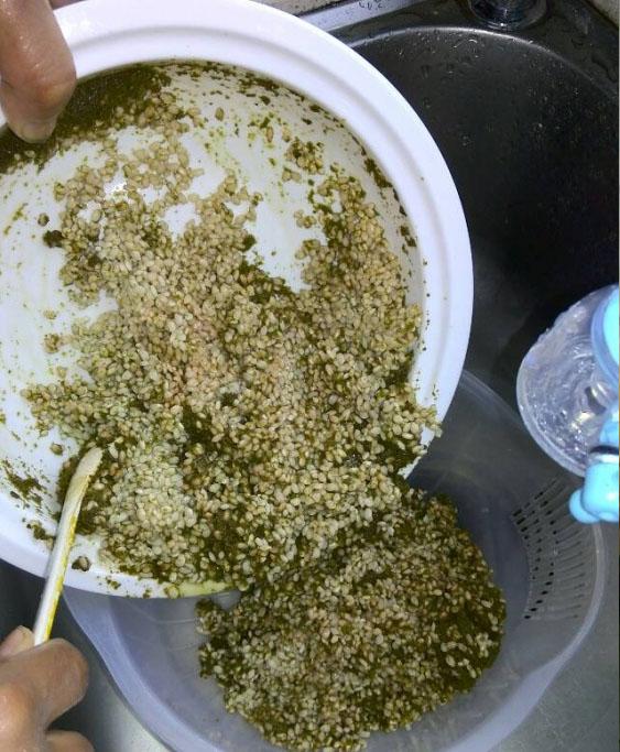 吃过这种饭么?营养价值很高!我从山上摘来树叶...