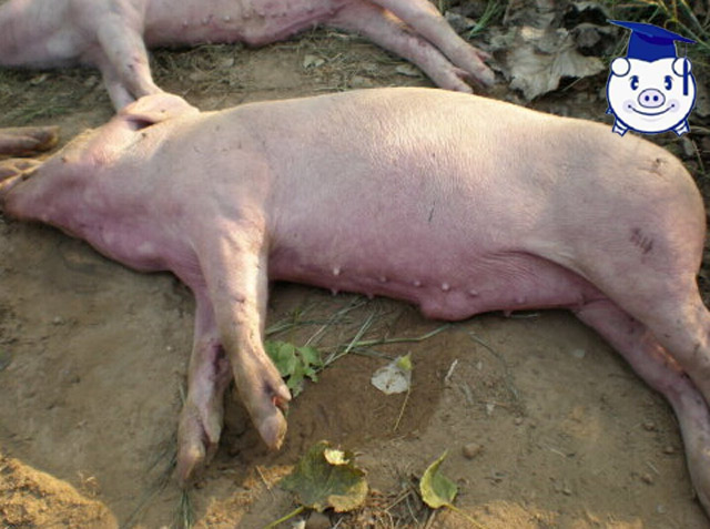 治疗猪高热病的三大忌讳，夏季将至此病不可不防！