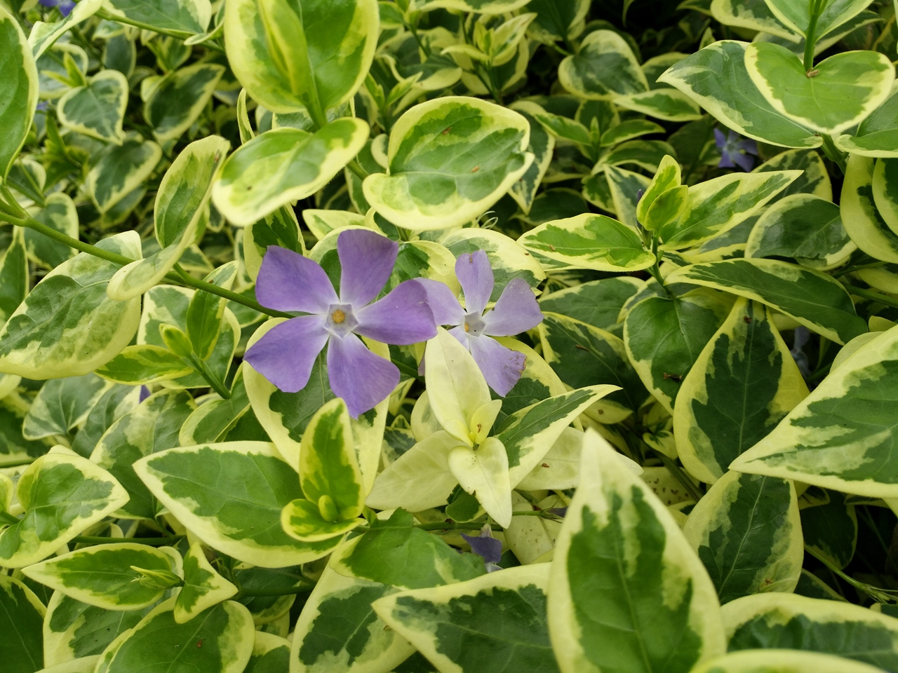 vivoxplay5深度评价,vivoxplay5的性能与其他手机相比