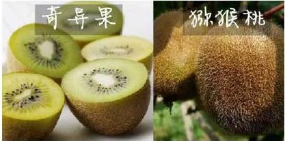 这只小果果竟这么“奇异”！四大功效不可错过哦！