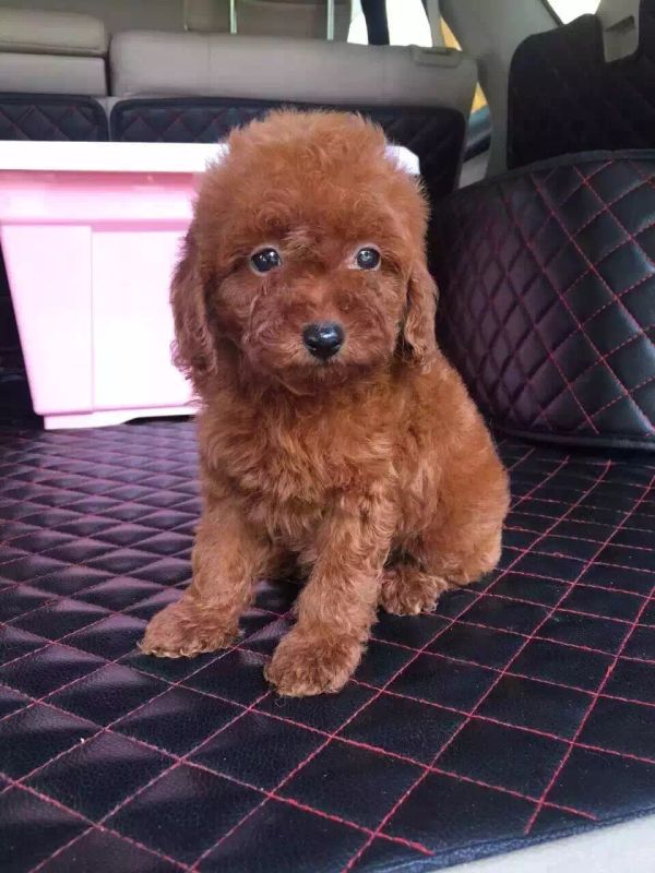 Simon说狗公寓中的精灵小泰迪