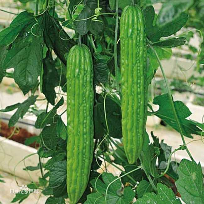 孕期胆汁淤积症和湿疹怎么区分,宝宝起湿疹是孕期乱吃的原因吗