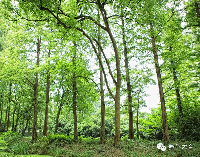 冷知识干货科普植物 (植物大战僵尸2冷门知识)