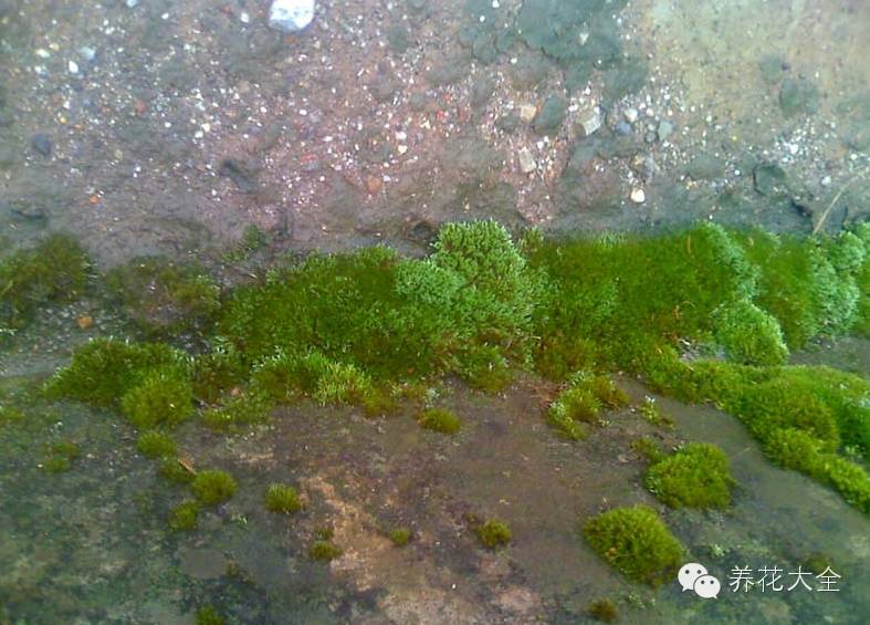 冷知识干货科普植物 (植物大战僵尸2冷门知识)