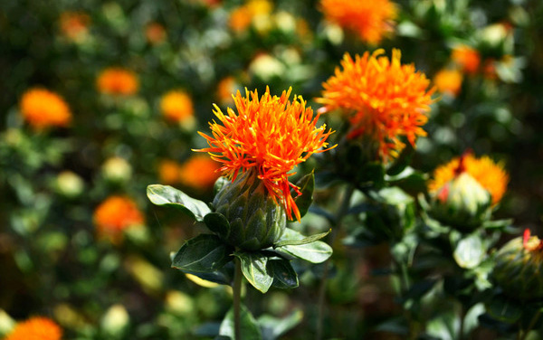 月经病调理经验,紧张害怕焦虑恐惧中医怎么调理