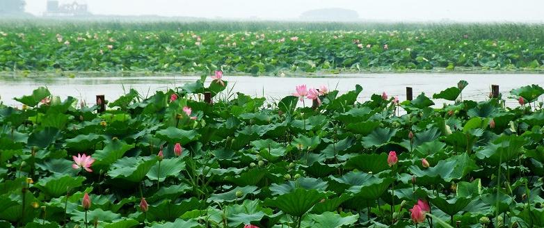 荷花是我国国花吗,印度为什么把荷花称为国花
