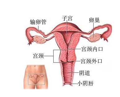 产后孕妈要做的五件事,孕妈产后身体问题
