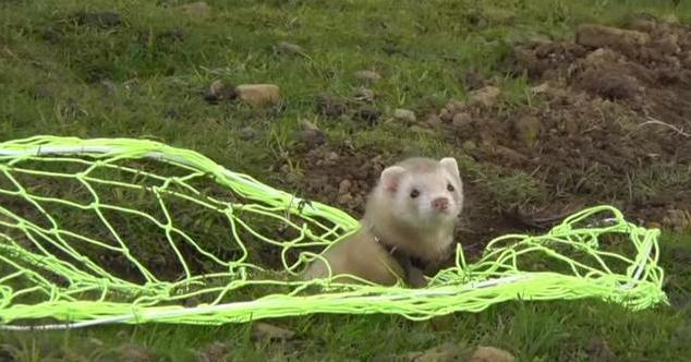 农场野兔,农场野兔泛滥