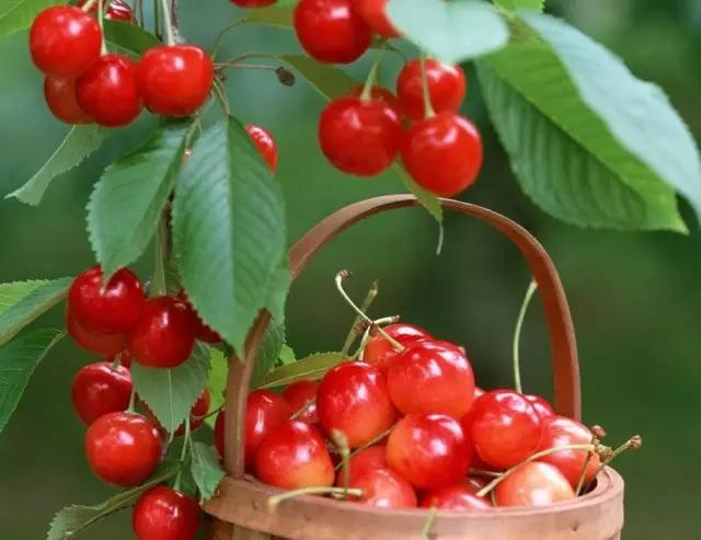 白鹿原采摘大樱桃,去白鹿原采摘樱桃