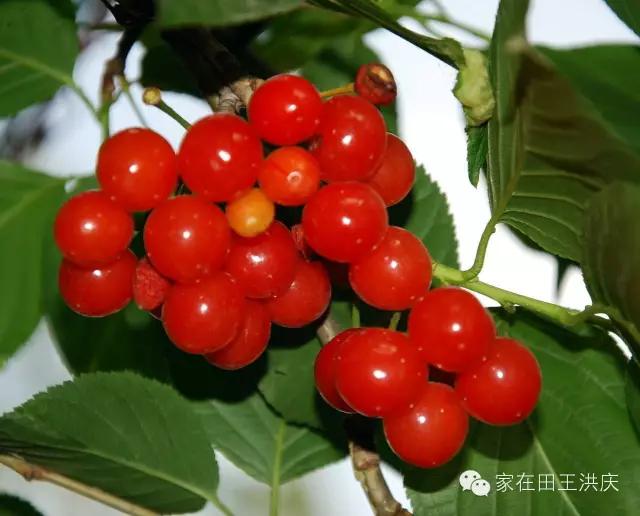 白鹿原采摘大樱桃,去白鹿原采摘樱桃