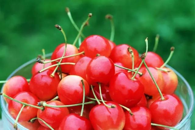 白鹿原采摘大樱桃,去白鹿原采摘樱桃