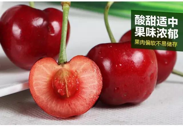 白鹿原采摘大樱桃,去白鹿原采摘樱桃