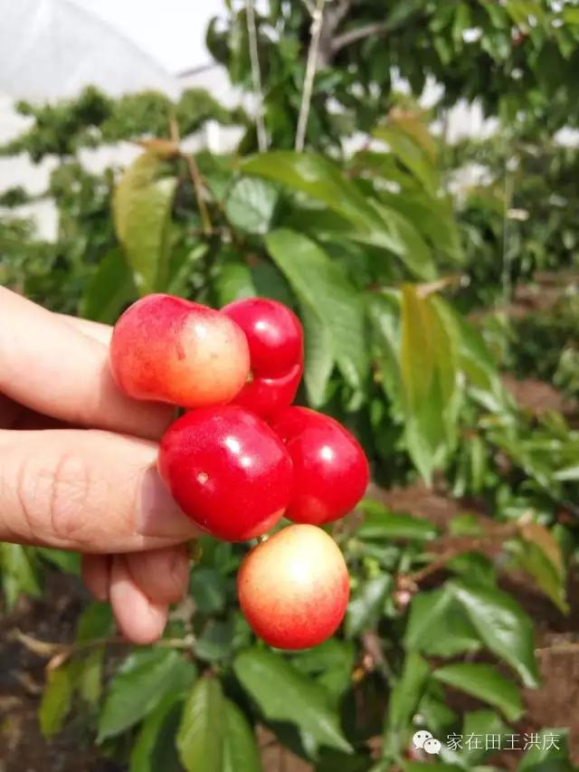 白鹿原采摘大樱桃,去白鹿原采摘樱桃