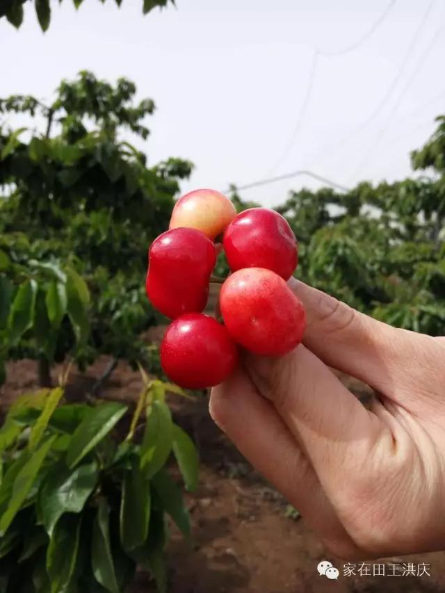 白鹿原采摘大樱桃,去白鹿原采摘樱桃