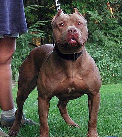 世界上能单挑野猪的动物,世界上敢和猛兽搏斗的犬