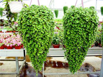 农村有一种草治牙痛特效,有一种草它有致命毒性