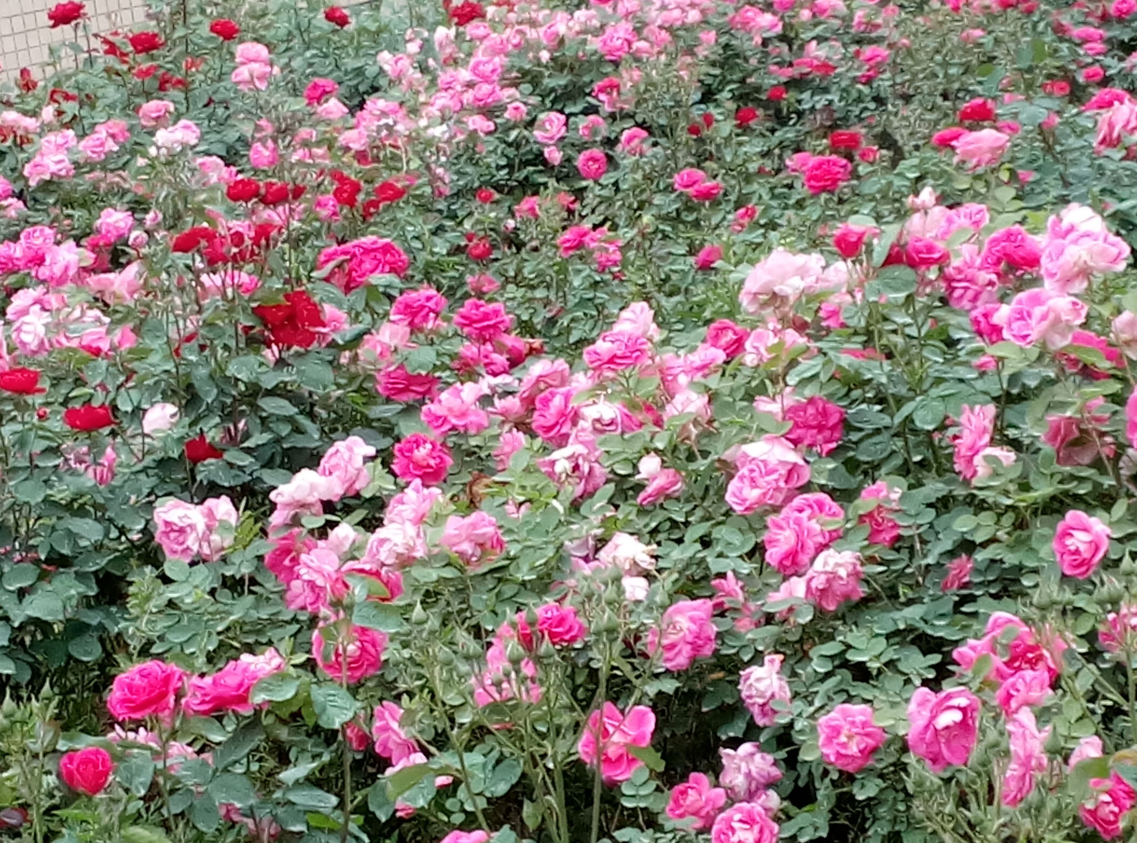 五一赏月季花来宛城,南阳月季大观园五一