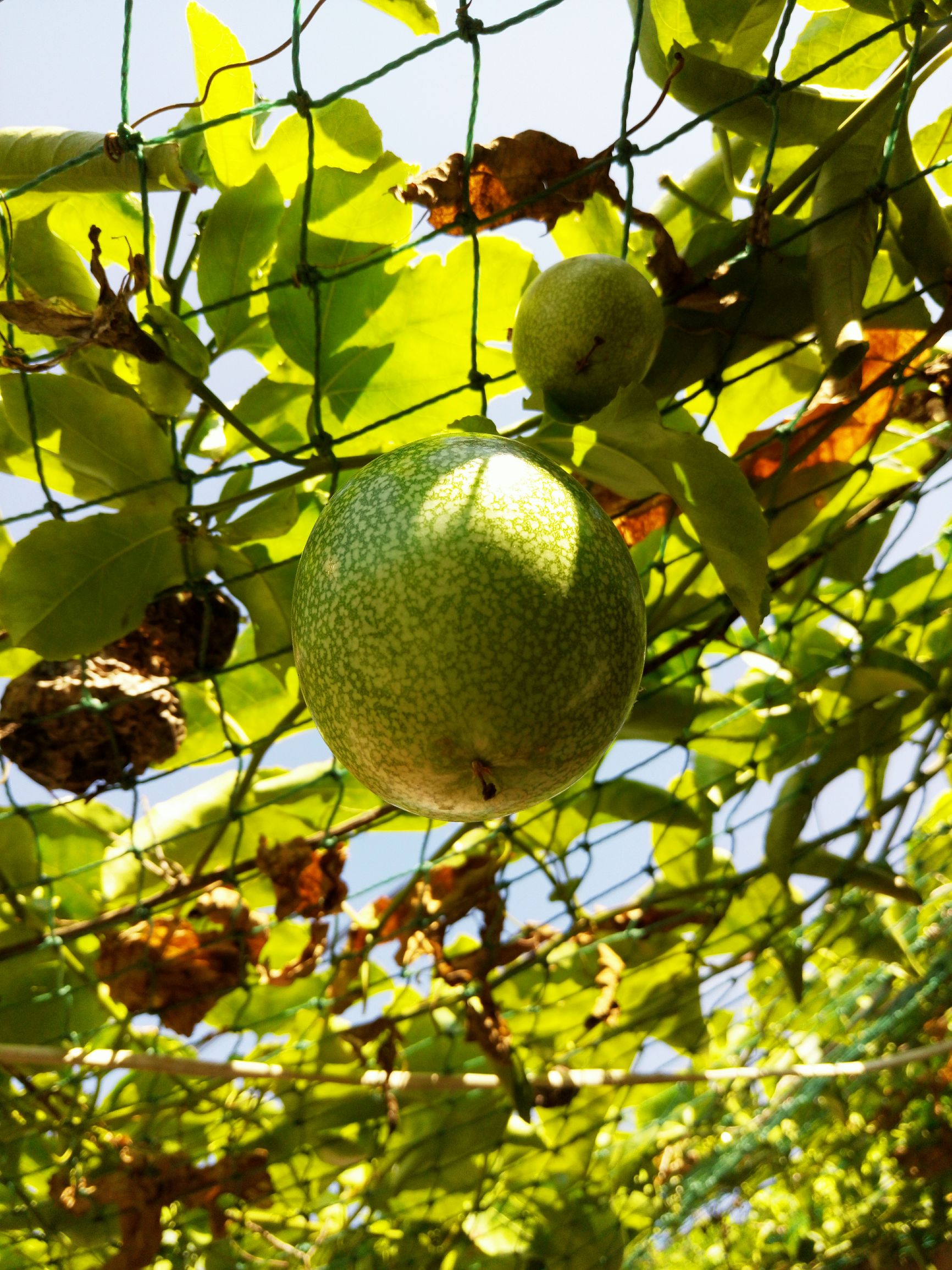 金立翻盖手机w909哪年上市,金立翻盖款w919开箱