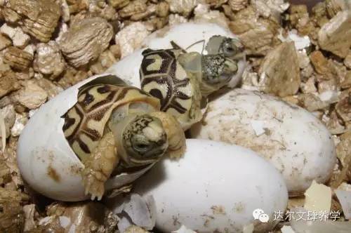 达尔文的象龟,达尔文进化岛最终进化形态