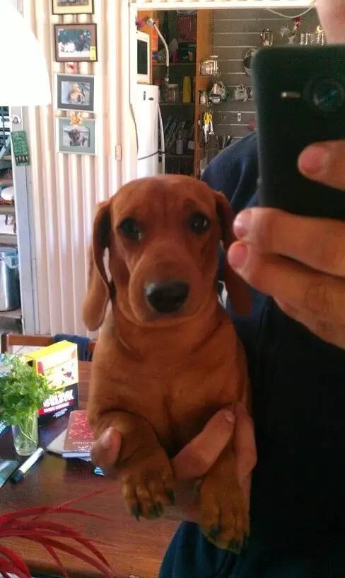 被蜜蜂蛰了的狗狗让人心疼又好笑,最近网上爆火的被蜜蜂蛰了的狗狗