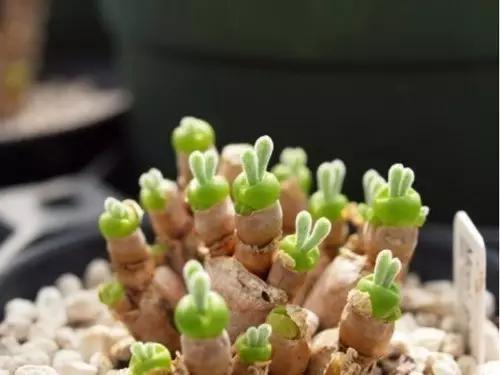 多肉植物还能投资吗,多肉种植卖钱