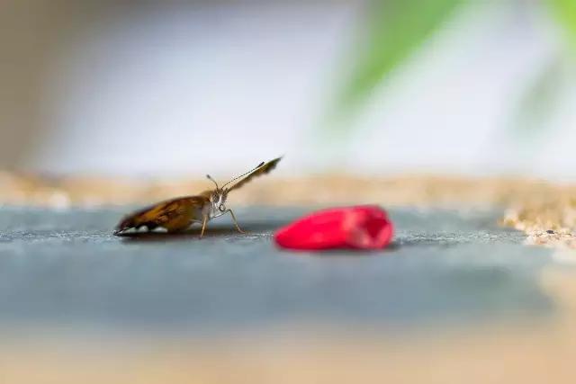 把春天吃进嘴里,把春天吃进嘴里句子